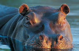 Gangland Killers: Episode 1