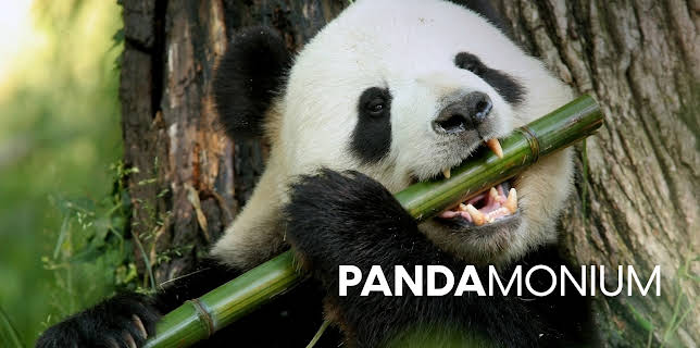 Pandamonium
