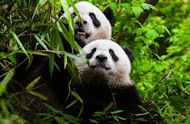 The Mating Game, Season 1: Against All Odds