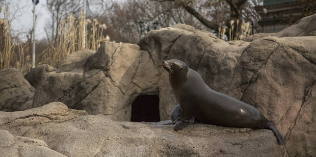 06:50: The Bronx Zoo (S2 E8) (S2) | Animal Planet | 11/20 2025