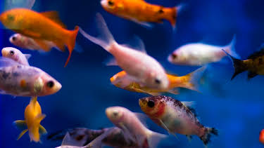 04:36: Hvordan den lages (S24 E5) (S24) | Discovery Science | 4/1 2026