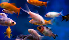 How It's Made (S24 E5)