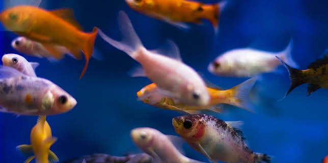 00:20: Hvordan den lages (S24 E5) (S24) | Discovery Science | 11/12 2025