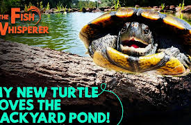 The Fish Whisperer: My New Turtle Loves the Backyard Pond!