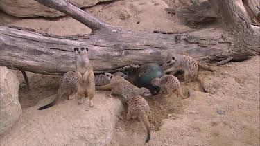 05:50: Giraffe, Erdmännchen & Co. (322) | HR Fernsehen | 9/17 2026