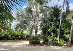 Drømmen om et øyliv