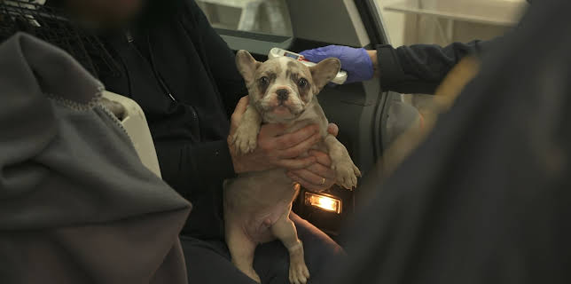 07:00: Border Control: Sweden (S1 E8) (S1) | Investigation Discovery | 3/12 2026