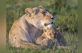 Big Cat Tales Season 2: Kingdom of Predators