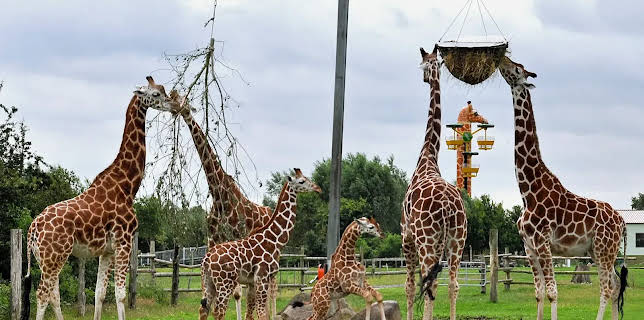 17:10: Seehund, Puma & Co. (104) | Radio Bremen | 2/19 2026