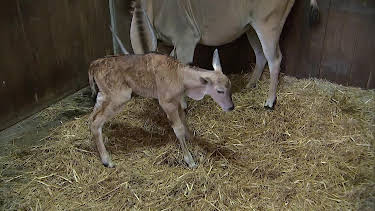 05:50: Giraffe, Erdmännchen & Co. (286) | HR Fernsehen | 7/29 2026