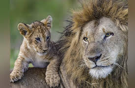 Big Cat Tales  Season 1: Danger in the Long Grass