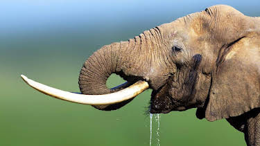 4:05 PM: The Wonder of Animals | BBC Two | 6/21 2026