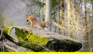 16:15: Tierische Heimkehrer | 3SAT | 11/2 2026