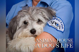 Animal House: A Dog's Life: Pet Adoption Obstacles