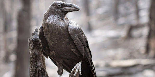 04:10: Märchenhaftes Tschechien | SWR Fernsehen RP | 12/8 2025