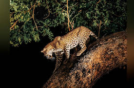 The Great Tours: African Safari: Night Safaris