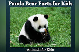 Animals for Kids: Panda Bear Facts for Kids