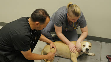 04:00: The Vet Life (S3 E5) (S3) | Animal Planet | 12/25 2025