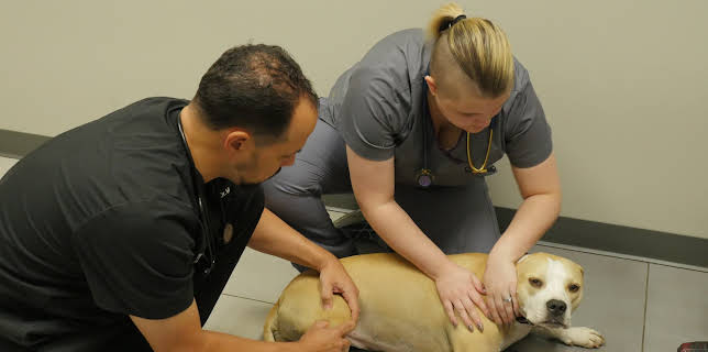 03:00: The Vet Life (S3 E5) (S3) | Animal Planet | 12/25 2025