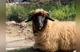 Watt's World Season 1: Albania: What Makes It Weird?