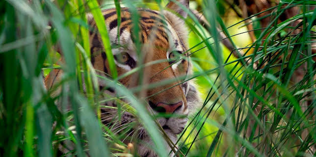 21:00: Thailands geheimnisvolle Raubkatzen | HR Fernsehen | 11/7 2025