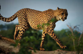 Race of Life: Run Like the Wind