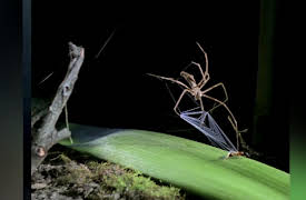 Nature's Strangest Mysteries: Solved Season 1: Zombie Spider