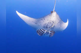 Great Blue Wild: Giants of Palau