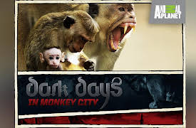 Dark Days in Monkey City Season 1: Born of the Storm