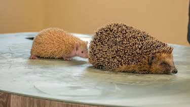 10:20: Die Haustierprofis (9) | WDR Fernsehen | 4/23 2026