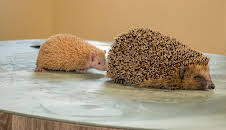 Die Haustierprofis (9)