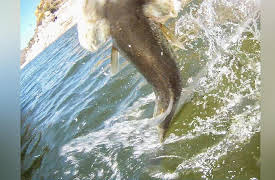 Fishin' with the Good Ol' Boys: Spinner Bait fishing with Champion Fisherman Rob Wenning at San Carlos Lake