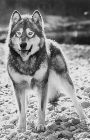 Jed as White Fang