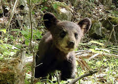 The Bear Family and Me