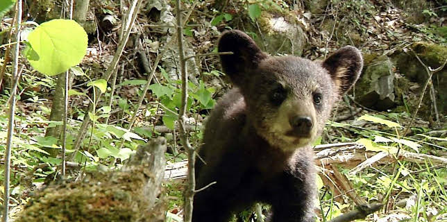 4:15 PM: The Bear Family and Me | BBC Two | 11/28 2025