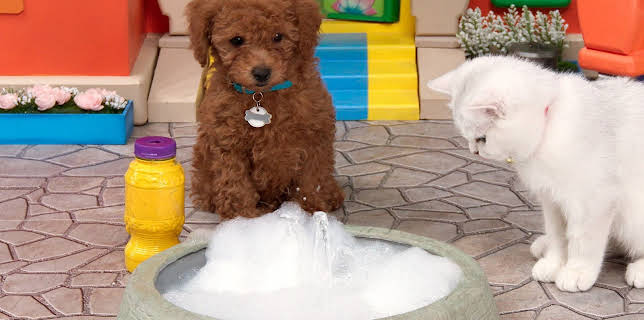 17:20: Rosin og Bolle: Bobletrøbbel | NRK Super | 12/21 2025