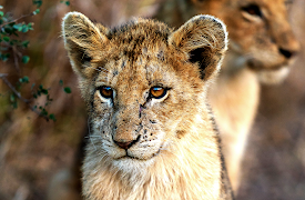 Growing Up Animal: A Baby Lion's Story