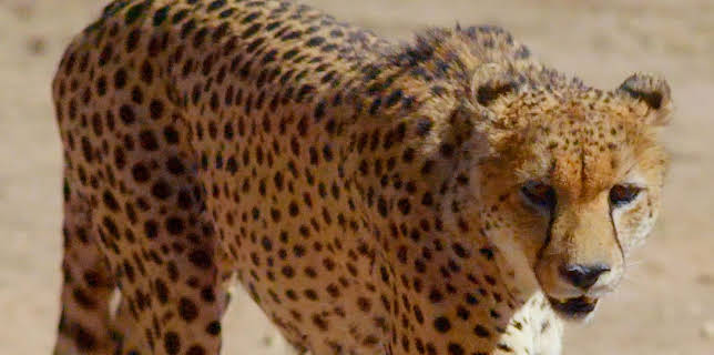 Great Parks of Africa: Kgalagadi Transfrontier Park (2016)