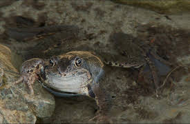 Germanys Underworld: From the Alps to the River Rhine