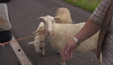 Auf Streife - Die Spezialisten