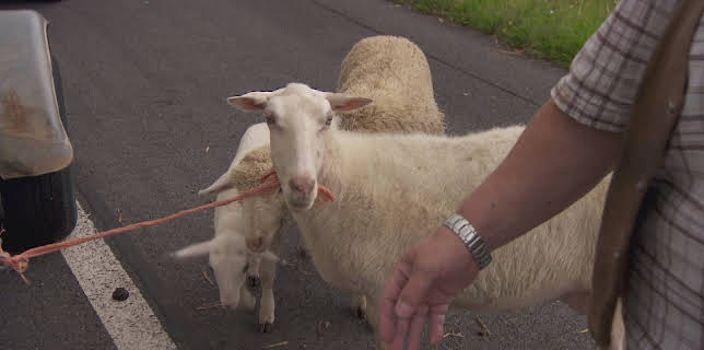 13:00: Auf Streife - Die Spezialisten | Sat1 | 1/20 2026