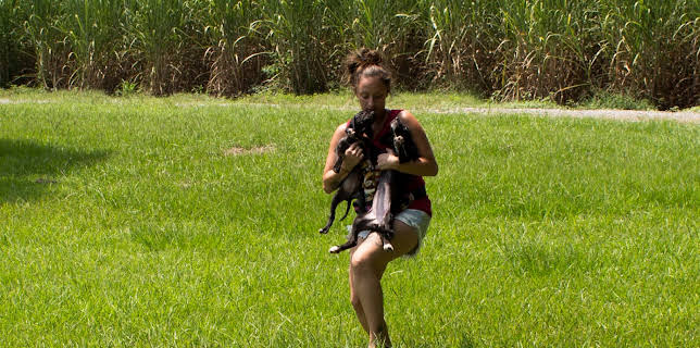 15:00: Pit Bulls & Parolees (S10 E7) (S10) | Animal Planet | 11/26 2025