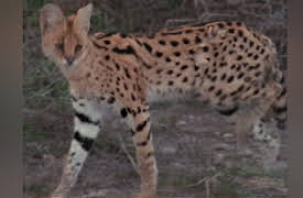 Big Cat Week 2013  Season 1: Super Cat