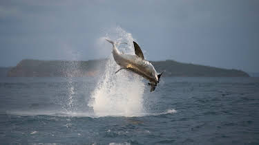 2:00 AM: - | Animal Planet | 2/16 2026