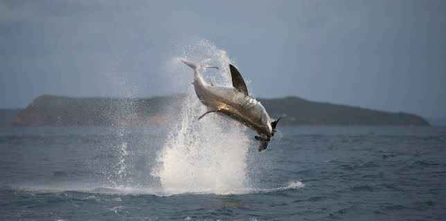 1:00 AM: - | Animal Planet | 2/16 2026