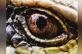 Secrets In The Jungle: Enigma Animal of Colombia