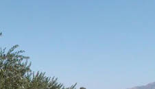 En el piélago de los olivos