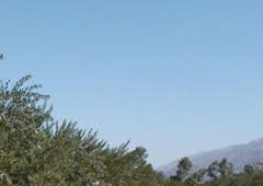 En el piélago de los olivos