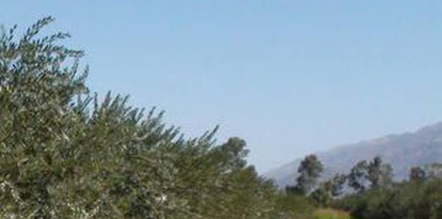 01:15: En el piélago de los olivos | Andalucía TV | 2/13 2026