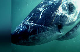 I Was Prey Season 1: Blood in the Water